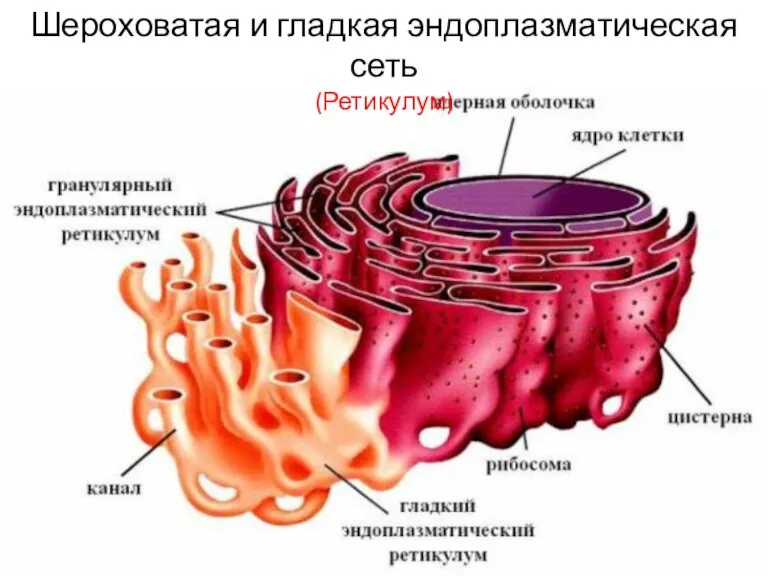 Шероховатая и гладкая эндоплазматическая сеть (Ретикулум)