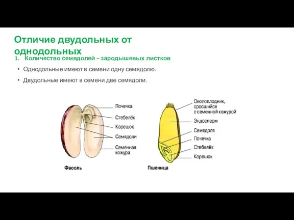 Количество семядолей – зародышевых листков Однодольные имеют в семени одну семядолю. Двудольные