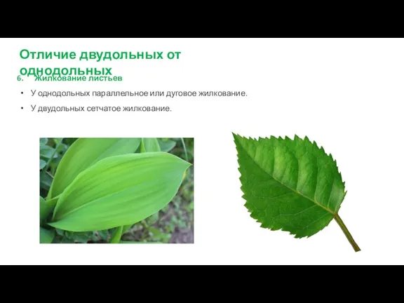 Жилкование листьев У однодольных параллельное или дуговое жилкование. У двудольных сетчатое жилкование. Отличие двудольных от однодольных