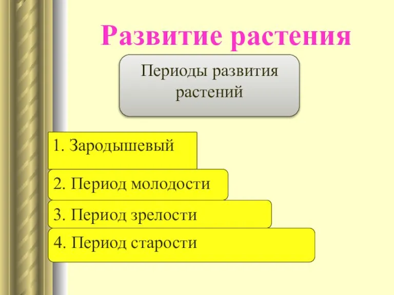 Развитие растения Периоды развития растений 1. Зародышевый 2. Период молодости 3. Период зрелости 4. Период старости