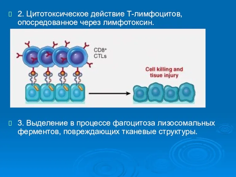 2. Цитотоксическое действие Т-лимфоцитов, опосредованное через лимфотоксин. 3. Выделение в процессе фагоцитоза