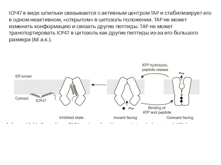 ICP47 в виде шпильки связывается с активным центром TAP и стабилизирует его