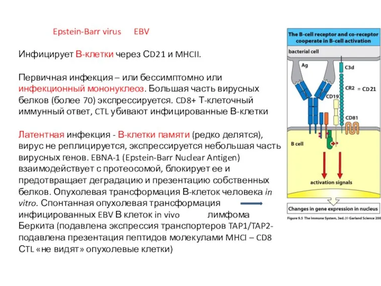 Epstein-Barr virus EBV Инфицирует В-клетки через СD21 и MHCII. Первичная инфекция –