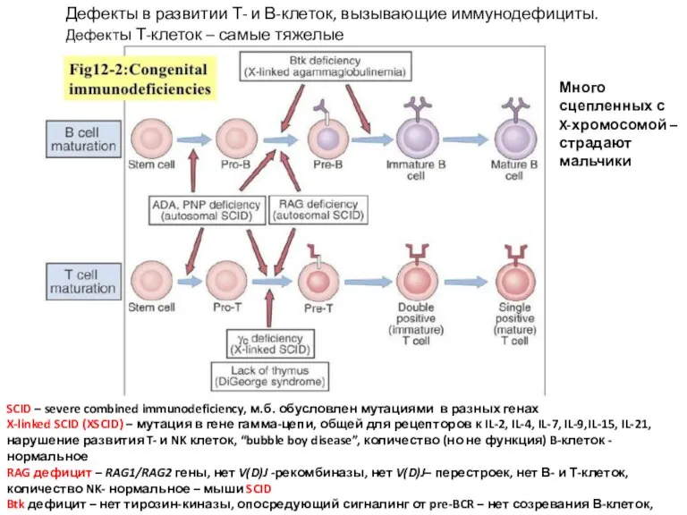 Дефекты в развитии Т- и В-клеток, вызывающие иммунодефициты. Дефекты Т-клеток – самые