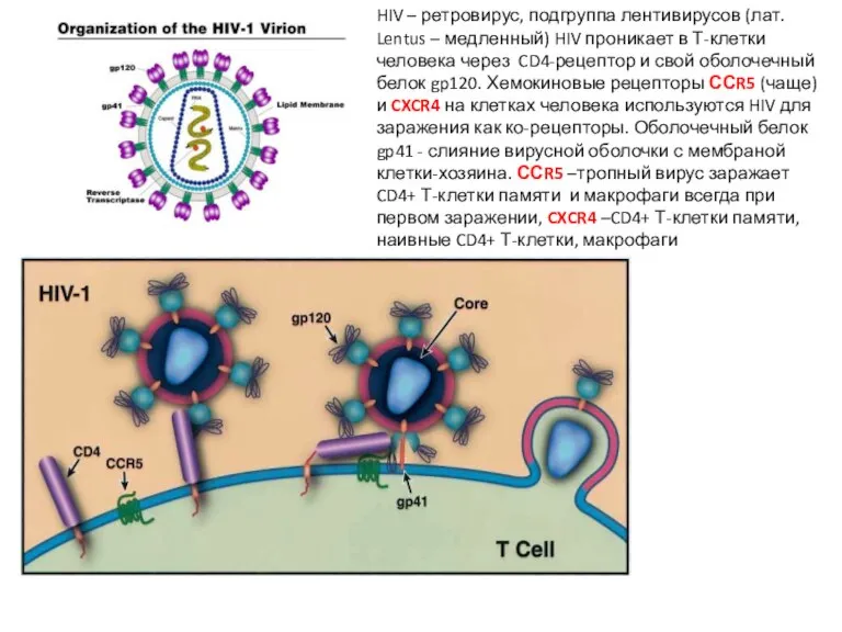 HIV – ретровирус, подгруппа лентивирусов (лат. Lentus – медленный) HIV проникает в