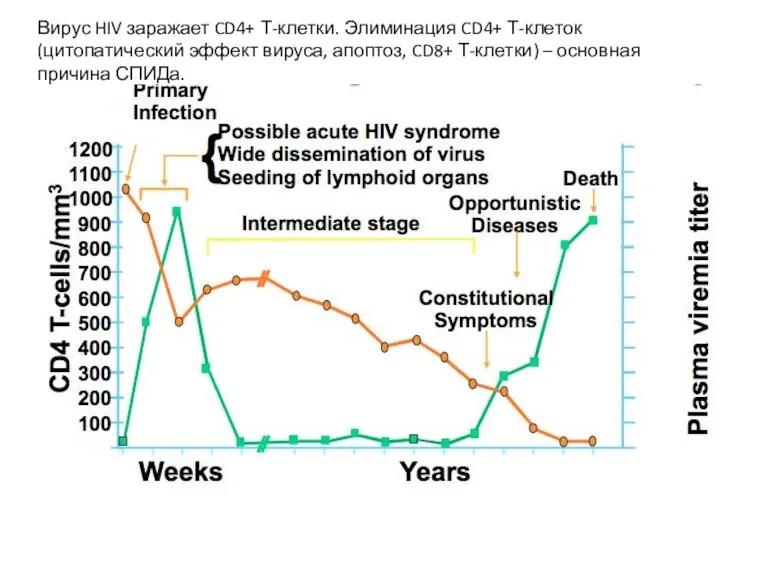 Вирус HIV заражает CD4+ Т-клетки. Элиминация CD4+ Т-клеток (цитопатический эффект вируса, апоптоз,