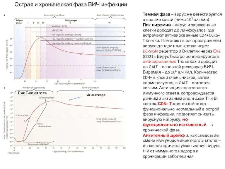 Темная фаза – вирус не детектируется в плазме крови (ниже 102 в.ч./мл)