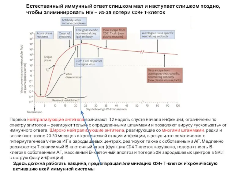 Первые нейтрализующие антитела возникают 12 недель спустя начала инфекции, ограничены по спектру