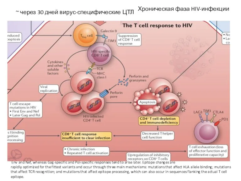 ~ через 30 дней вирус-специфические ЦТЛ Env and Nef, whereas Gag-specific and