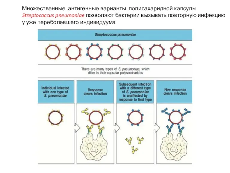 Множественные антигенные варианты полисахаридной капсулы Streptococcus pneumoniae позволяют бактерии вызывать повторную инфекцию у уже переболевшего индивидуума