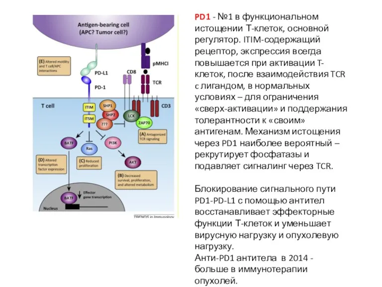 PD1 - №1 в функциональном истощении Т-клеток, основной регулятор. ITIM-содержащий рецептор, экспрессия