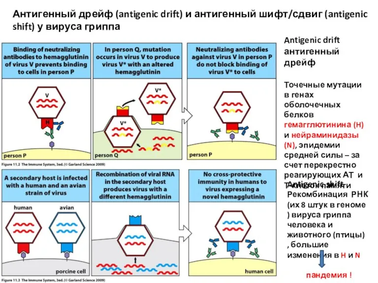 Антигенный дрейф (antigenic drift) и антигенный шифт/сдвиг (antigenic shift) у вируса гриппа