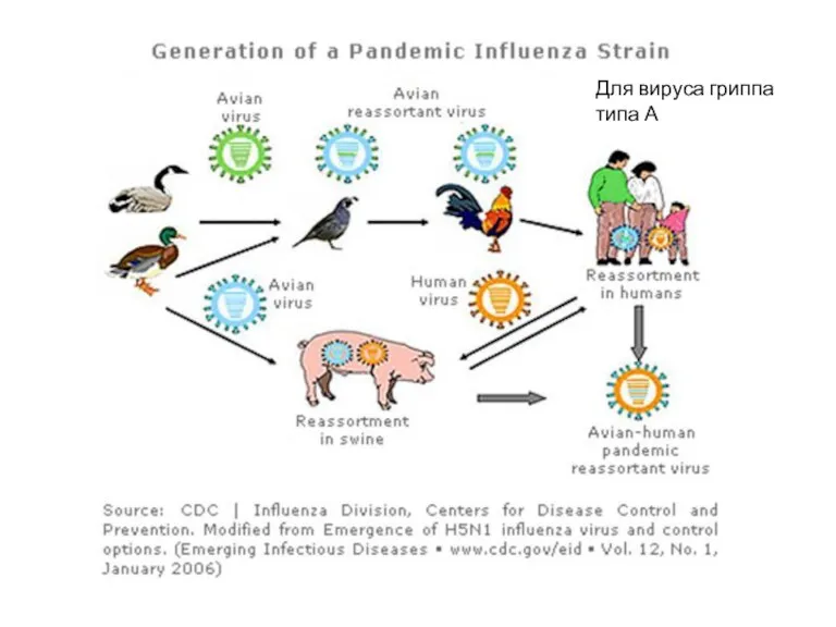 Для вируса гриппа типа А