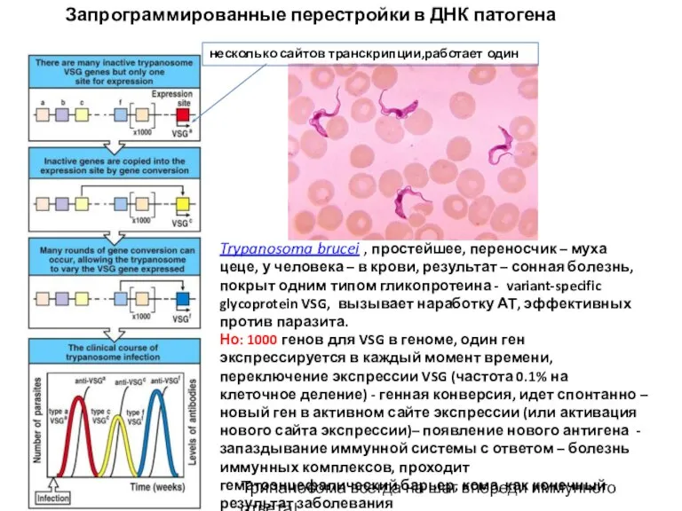 Запрограммированные перестройки в ДНК патогена Trypanosoma brucei , простейшее, переносчик – муха