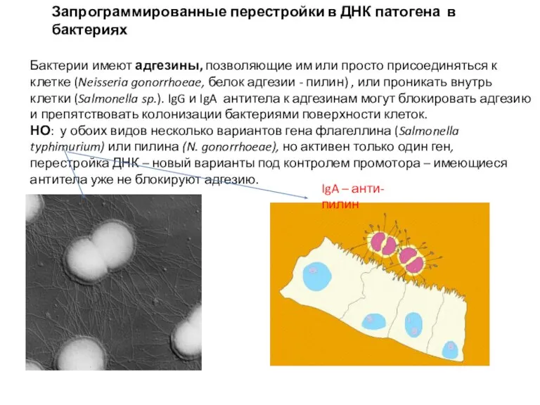 Бактерии имеют адгезины, позволяющие им или просто присоединяться к клетке (Neisseria gonorrhoeae,