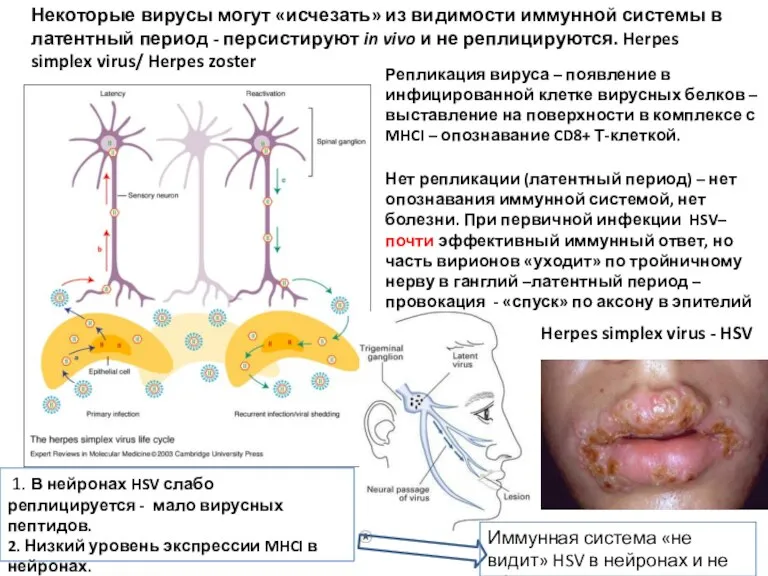 Некоторые вирусы могут «исчезать» из видимости иммунной системы в латентный период -