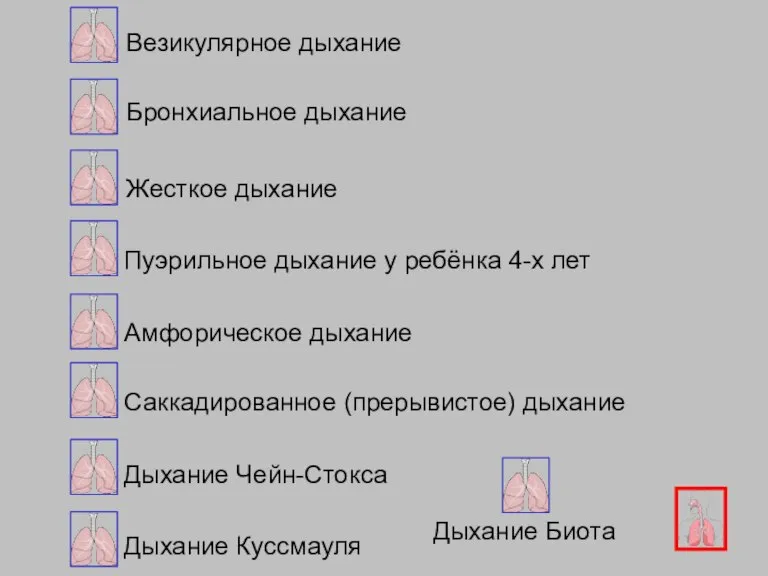 Везикулярное дыхание Бронхиальное дыхание Жесткое дыхание Амфорическое дыхание Саккадированное (прерывистое) дыхание Дыхание