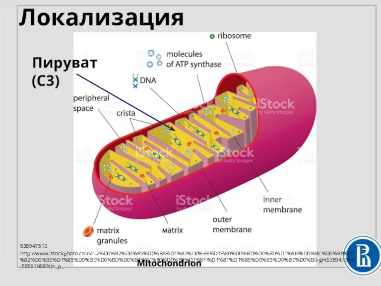 Локализация 538947513 http://www.istockphoto.com/ru/%D0%B2%D0%B5%D0%BA%D1%82%D0%BE%D1%80%D0%BD%D0%B0%D1%8F/%D0%BC%D0%B8%D1%82%D0%BE%D1%85%D0%BE%D0%BD%D0%B4%D1%80%D0%B8%D1%8F-%D1%81%D1%85%D0%B5%D0%BC%D0%B0-gm538947513-58561068?st=_p_ Пируват (С3)