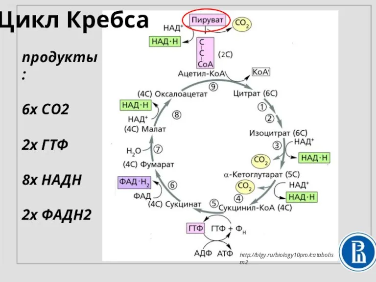 Цикл Кребса продукты: 6х СО2 2х ГТФ 8х НАДН 2х ФАДН2 http://blgy.ru/biology10pro/catabolism2