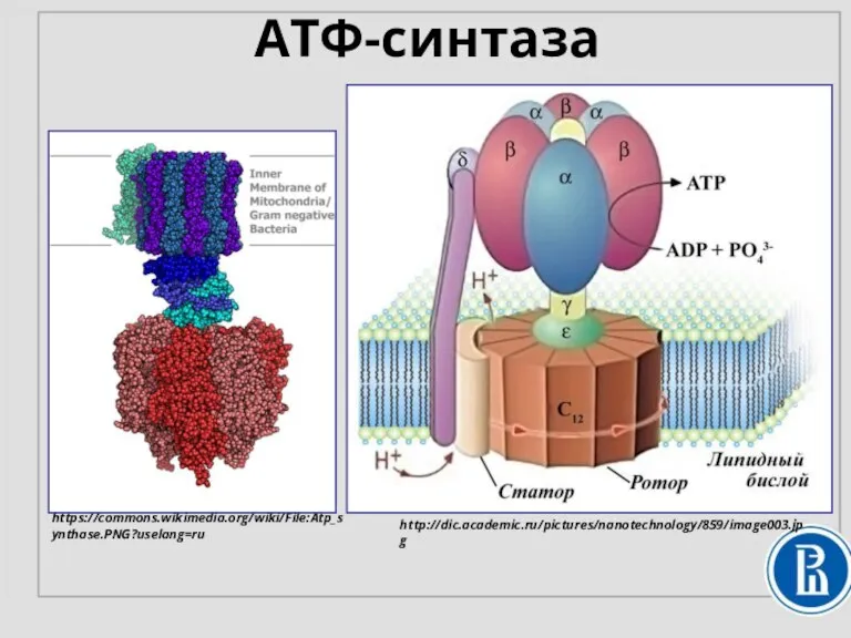 АТФ-синтаза http://dic.academic.ru/pictures/nanotechnology/859/image003.jpg https://commons.wikimedia.org/wiki/File:Atp_synthase.PNG?uselang=ru