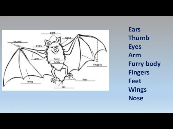 Ears Thumb Eyes Arm Furry body Fingers Feet Wings Nose