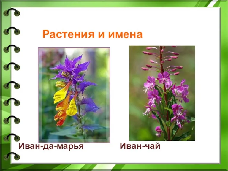 Растения и имена Иван-да-марья Иван-чай