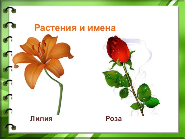 Растения и имена Лилия Роза