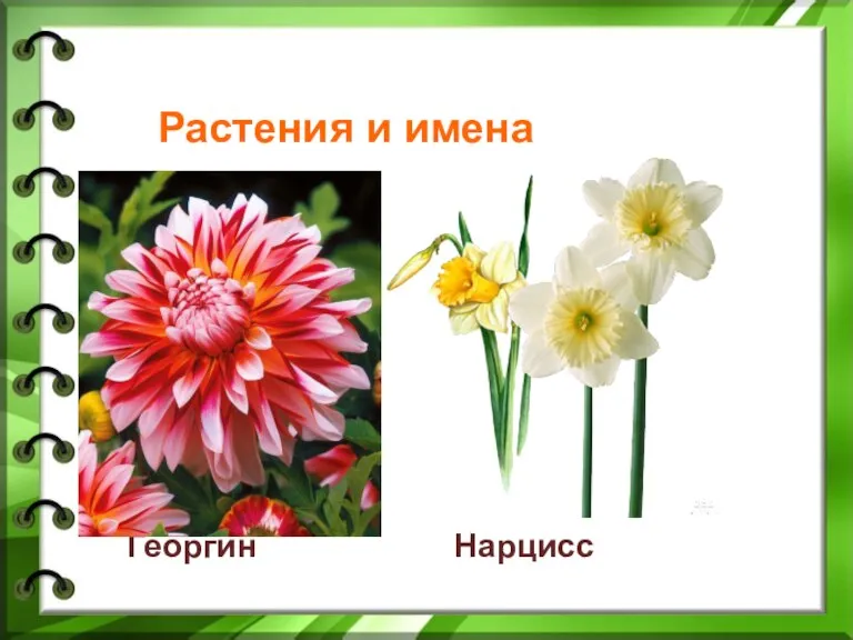 Растения и имена Георгин Нарцисс