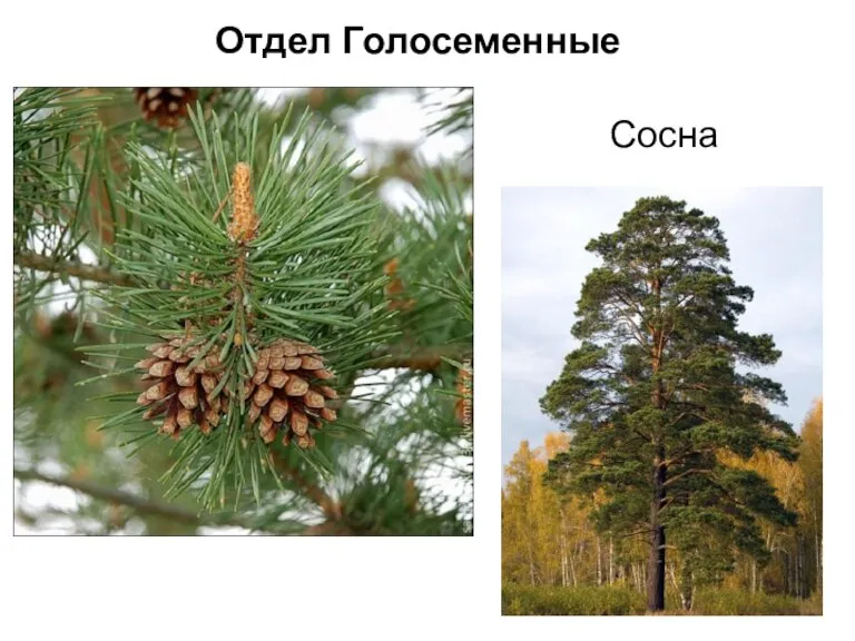 Сосна Отдел Голосеменные