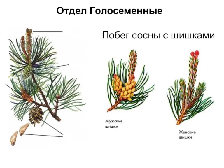 Побег сосны с шишками Отдел Голосеменные