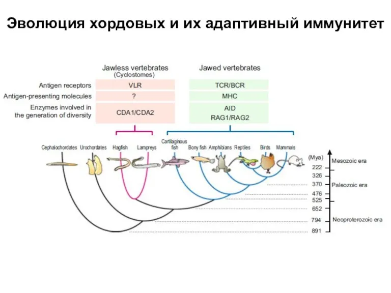 Эволюция хордовых и их адаптивный иммунитет