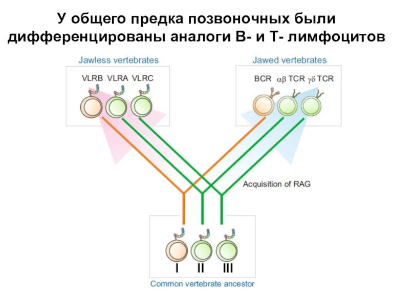 У общего предка позвоночных были дифференцированы аналоги В- и Т- лимфоцитов I II III