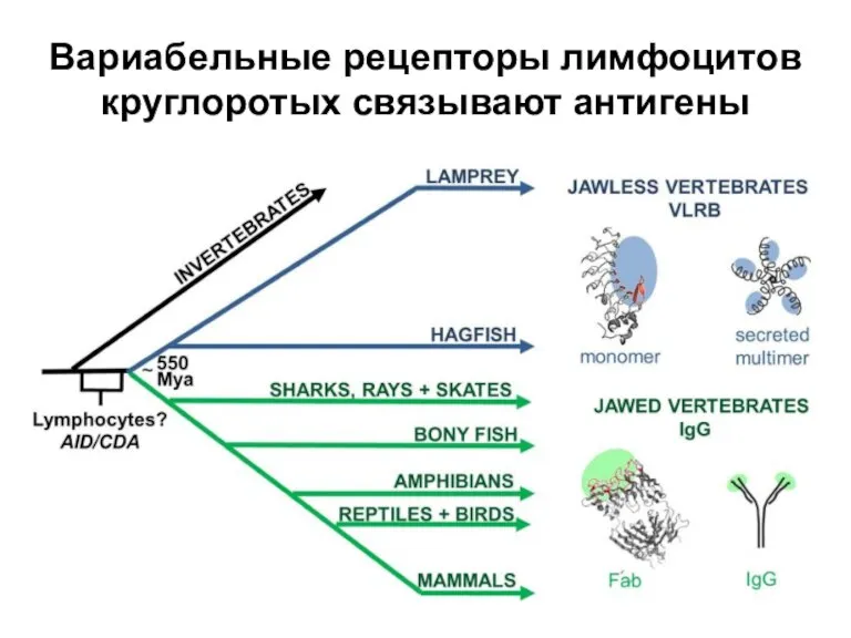 Вариабельные рецепторы лимфоцитов круглоротых связывают антигены