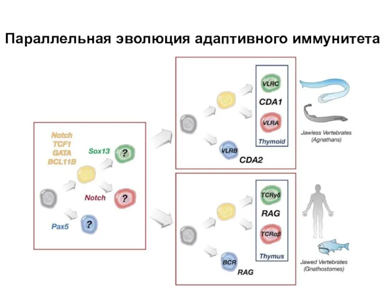 Параллельная эволюция адаптивного иммунитета