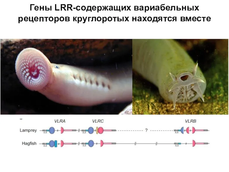 Гены LRR-содержащих вариабельных рецепторов круглоротых находятся вместе