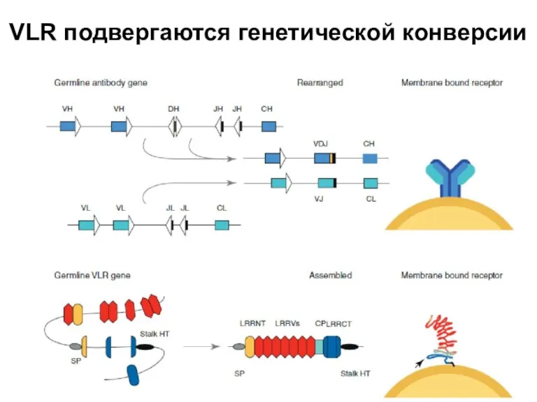 VLR подвергаются генетической конверсии