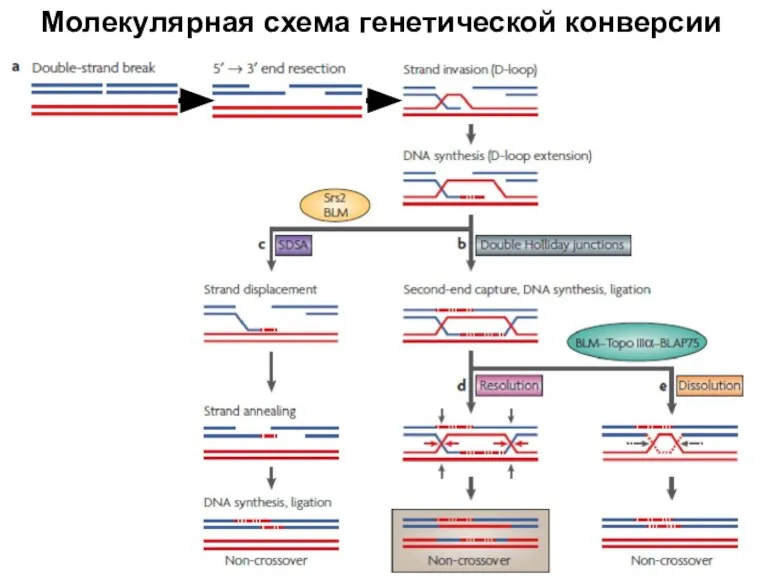 Молекулярная схема генетической конверсии