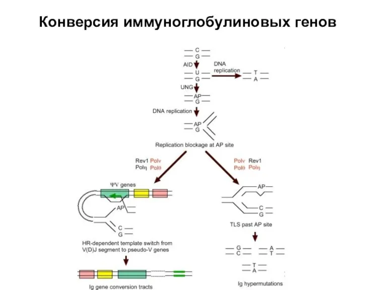 Конверсия иммуноглобулиновых генов