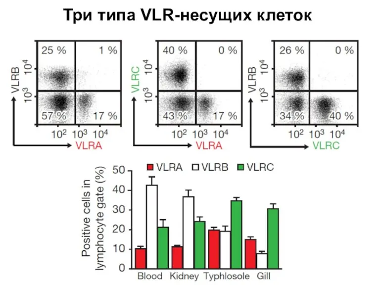 Три типа VLR-несущих клеток