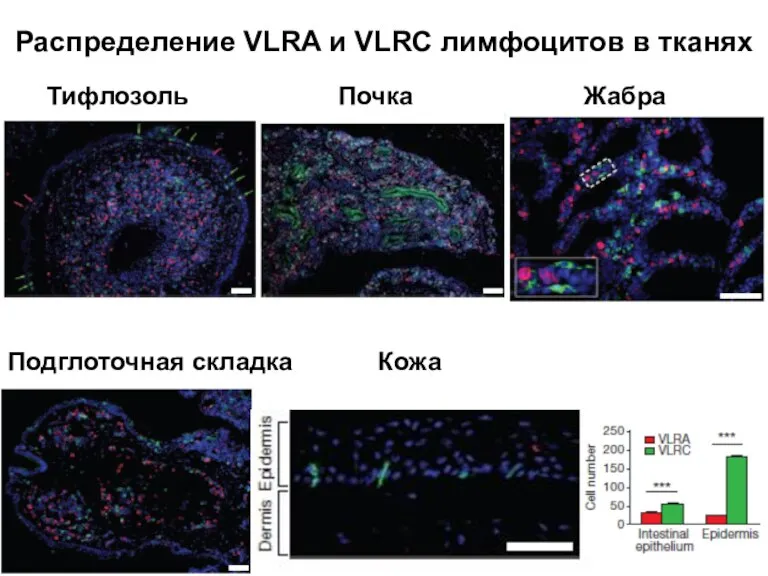 Распределение VLRA и VLRC лимфоцитов в тканях Тифлозоль Почка Жабра Подглоточная складка Кожа