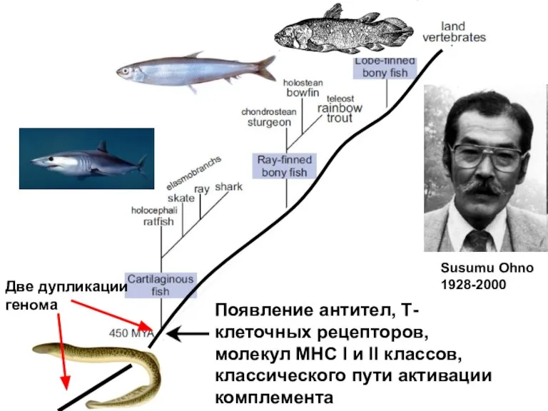 Появление антител, Т-клеточных рецепторов, молекул МНС I и II классов, классического пути