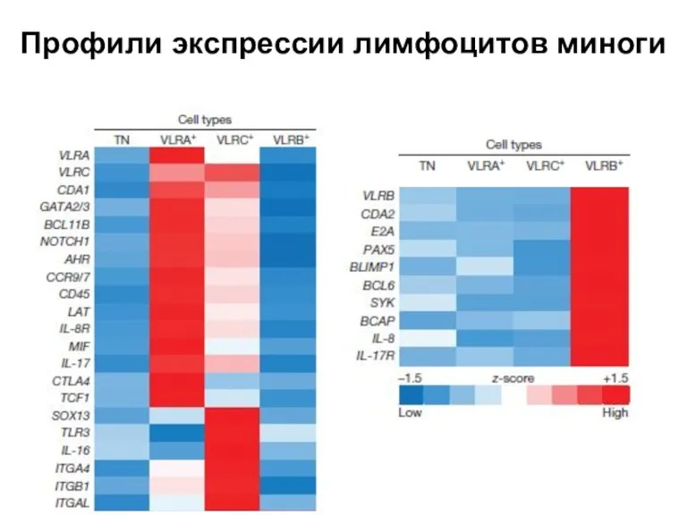 Профили экспрессии лимфоцитов миноги