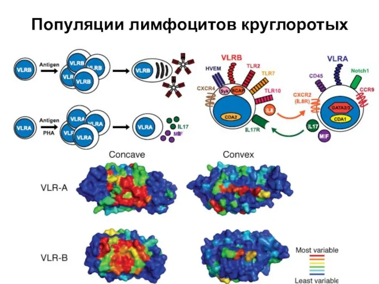 Популяции лимфоцитов круглоротых