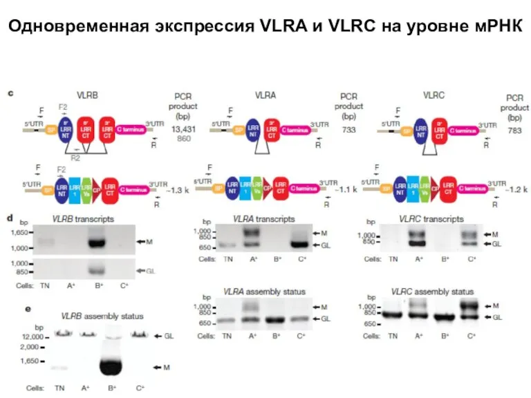 Одновременная экспрессия VLRA и VLRC на уровне мРНК