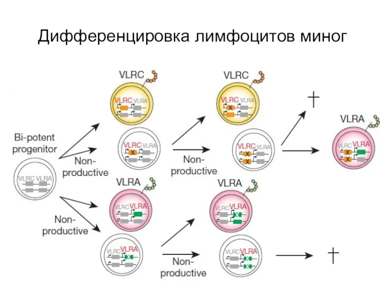 Дифференцировка лимфоцитов миног