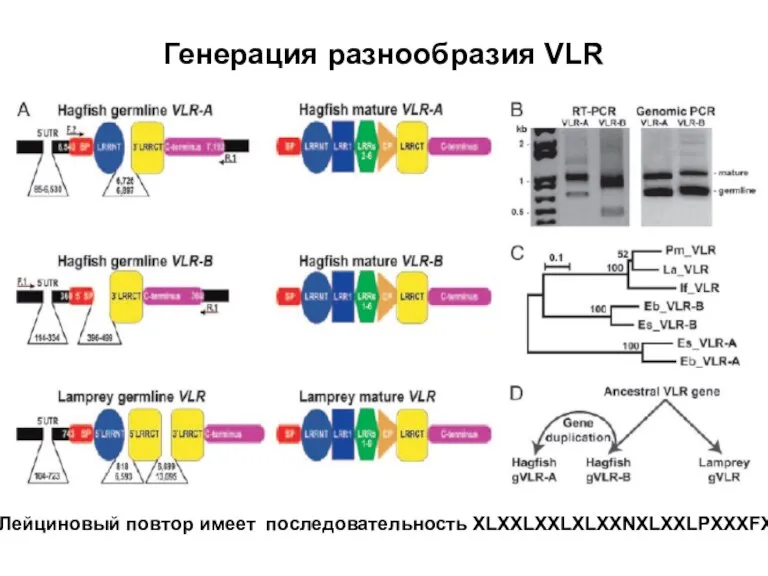 Генерация разнообразия VLR Лейциновый повтор имеет последовательность XLXXLXXLXLXXNXLXXLPXXXFX