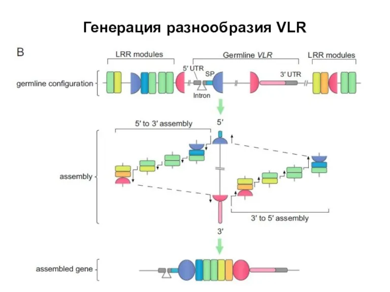 Генерация разнообразия VLR