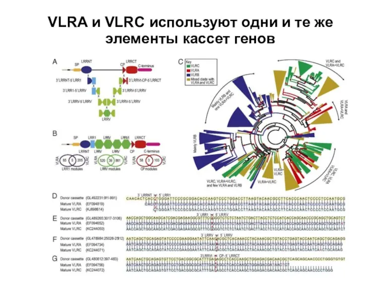 VLRA и VLRC используют одни и те же элементы кассет генов