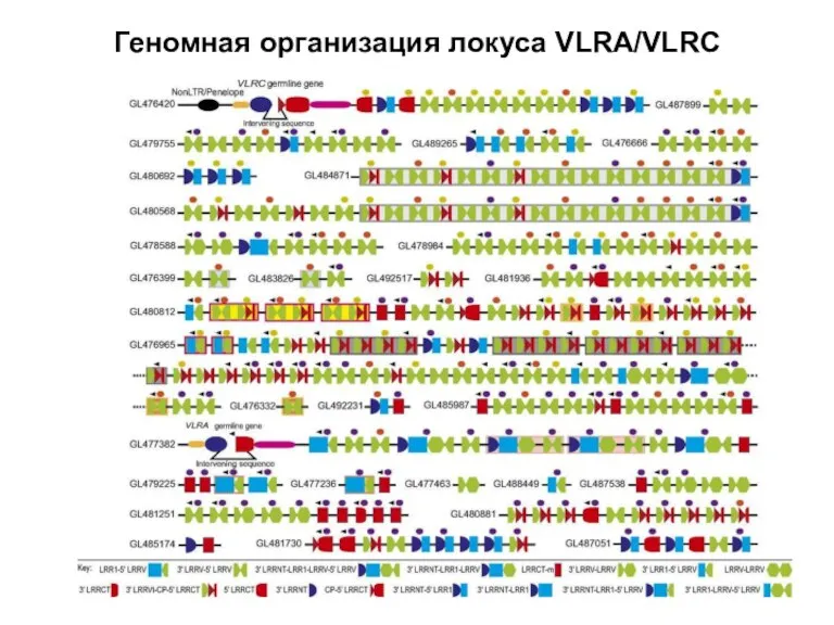 Геномная организация локуса VLRA/VLRC