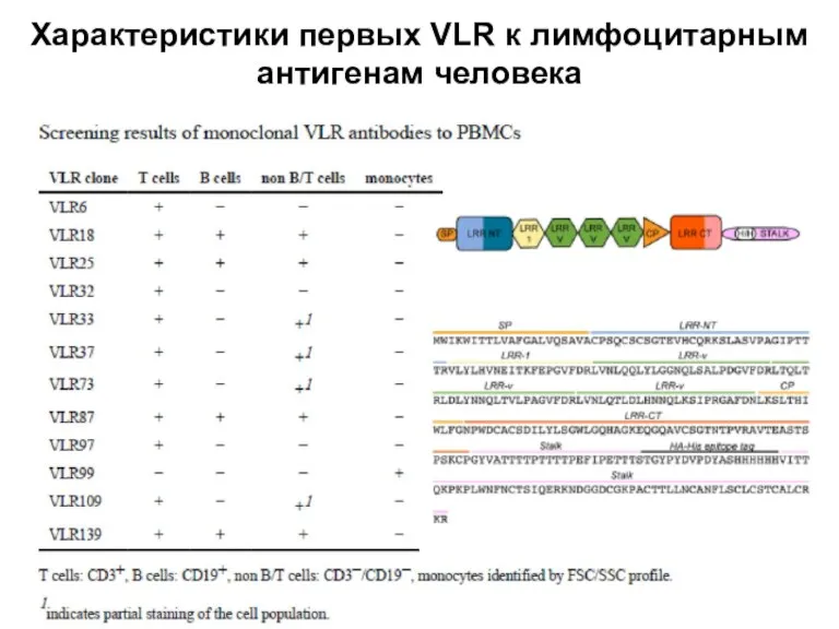 Характеристики первых VLR к лимфоцитарным антигенам человека